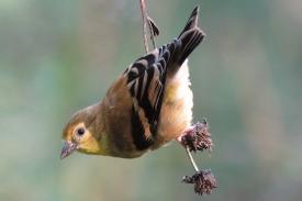 Goldfinch feeding on seedheads in Duke Gardens